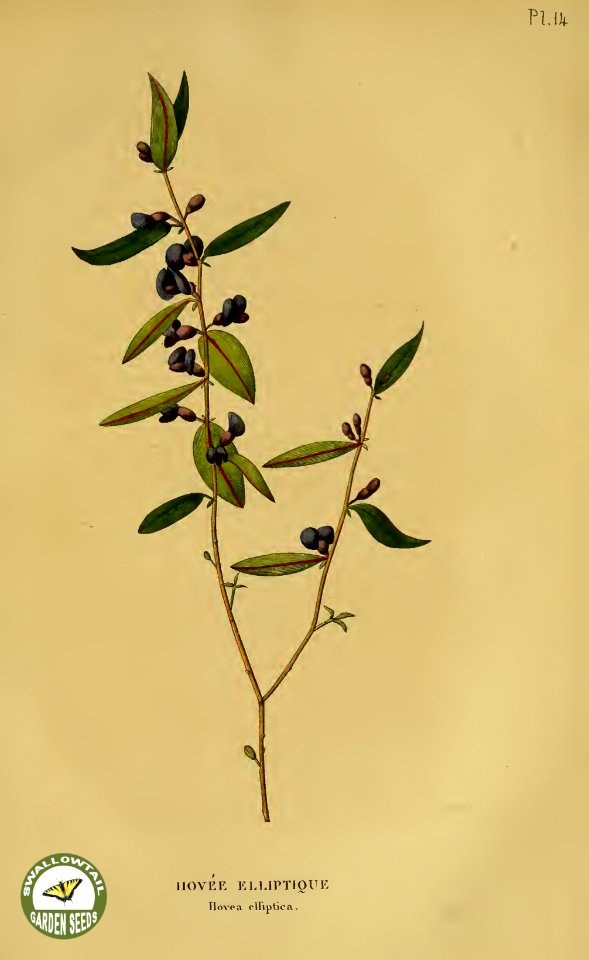 Hovea elliptica.- Annales de flore et de pomone- ou journal des jardins et des champs, vol. 6 (1837-1838)