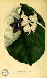 Argyreia sp. [as Argreia speciosa syn. A. nervosa] Annales de flore et de pomone- ou journal des jardins et des champs, vol. 6 (1837-1838). Free illustration for personal and commercial use.