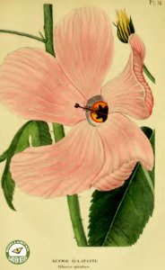 Hibiscus splendens. Annales de flore et de pomone- ou journal des jardins et des champs, vol. 6 (1837-1838). Free illustration for personal and commercial use.