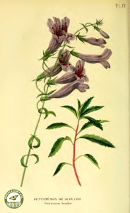 Penstemon fruticosus var. scouleri. Annales de flore et de pomone- ou journal des jardins et des champs, vol. 6 (1837-1838). Free illustration for personal and commercial use.