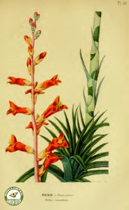 Dickia remotiflora.- Annales de flore et de pomone- ou journal des jardins et des champs, vol. 6 (1837-1838)