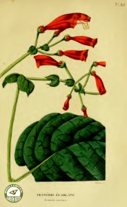 Sinningia incarnata [as Gesneria coccinea] Annales de flore et de pomone- ou journal des jardins et des champs, vol. 6 (1837-1838). Free illustration for personal and commercial use.