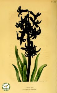 Hyacinth, Jacinthe. Annales de flore et de pomone- ou journal des jardins et des champs, vol. 6 (1837-1838). Free illustration for personal and commercial use.