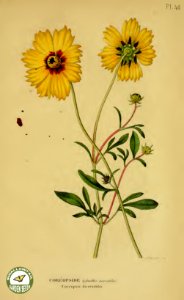 Coreopsis auriculata var. diversifolia. Annales de flore et de pomone- ou journal des jardins et des champs, vol. 6 (1837-1838). Free illustration for personal and commercial use.