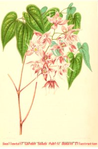 Annales d'horticulture et de botanique, ou Flore des jardins du royaume des Pays-Bas vol.2 (1859). Free illustration for personal and commercial use.