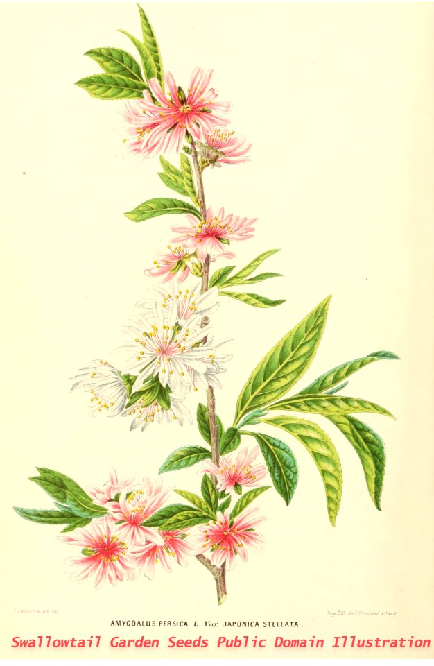Flowering peach. Prunus persica. Annales d'horticulture et de botanique, ou Flore des jardins du royaume des Pays-Bas vol.2 (1859)