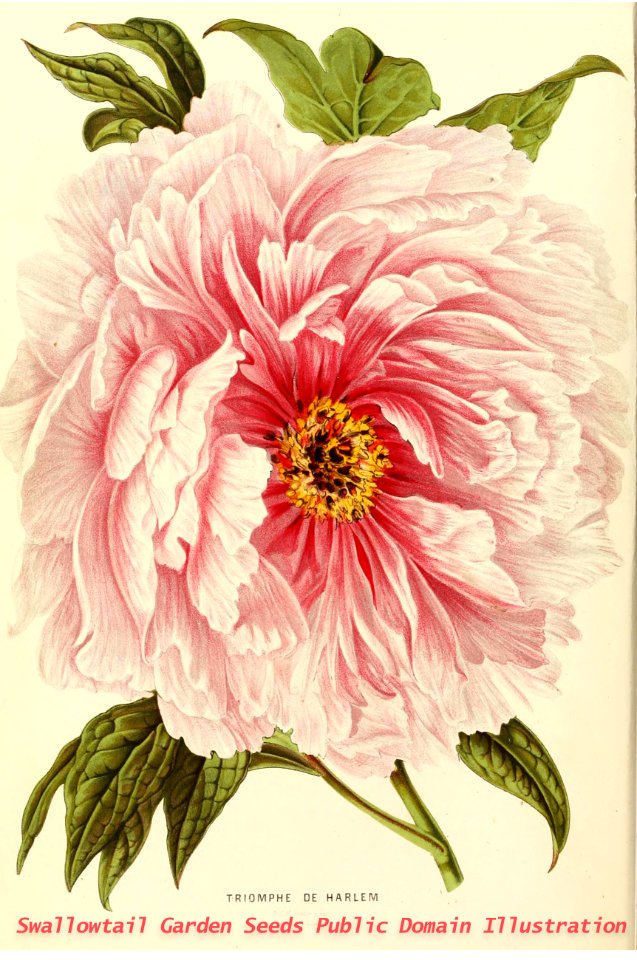 Annales d'horticulture et de botanique, ou Flore des jardins du royaume des Pays-Bas vol.4 (1861)