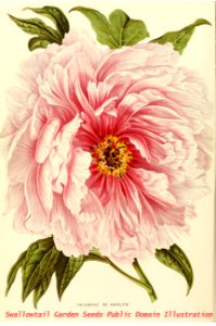 Annales d'horticulture et de botanique, ou Flore des jardins du royaume des Pays-Bas vol.4 (1861). Free illustration for personal and commercial use.