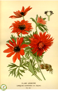Anemone hort. cv. fulgens. Favourite flowers of garden and greenhouse. v.1 (1896). Free illustration for personal and commercial use.