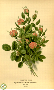 Pompon Rose. Rosa centifolia. Favourite flowers of garden and greenhouse. v.1 (1896). Free illustration for personal and commercial use.