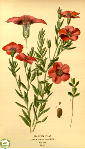 Linum grandiflorum, Scarlet Flax. Favourite flowers of garden and greenhouse. v.1 (1896). Free illustration for personal and commercial use.
