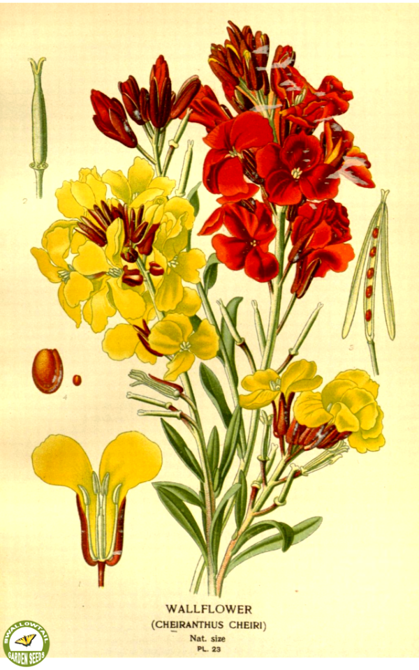 Wallflower. Favourite flowers of garden and greenhouse. v.1 (1896)