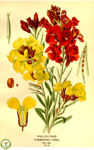 Wallflower. Favourite flowers of garden and greenhouse. v.1 (1896). Free illustration for personal and commercial use.