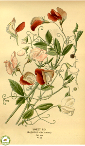 Lathyrus odoratus, Sweet Pea. Favourite flowers of garden and greenhouse. v.1 (1896). Free illustration for personal and commercial use.