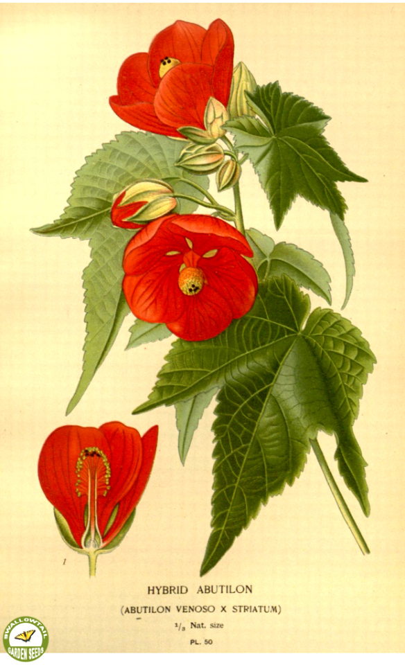 Hybrid Abutilon. Abutilon venoso x striatum. Favourite flowers of garden and greenhouse. v.1 (1896)