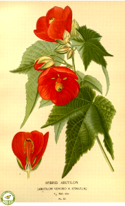Hybrid Abutilon. Abutilon venoso x striatum. Favourite flowers of garden and greenhouse. v.1 (1896). Free illustration for personal and commercial use.