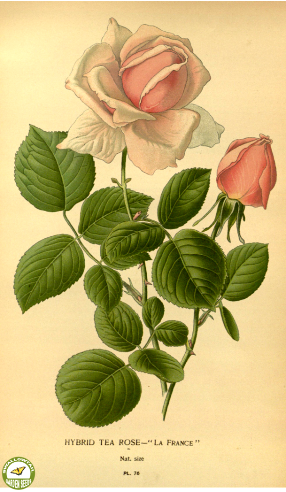 La France hybrid tea rose. Favourite flowers of garden and greenhouse. v.1 (1896)