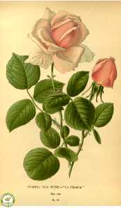 La France hybrid tea rose. Favourite flowers of garden and greenhouse. v.1 (1896). Free illustration for personal and commercial use.