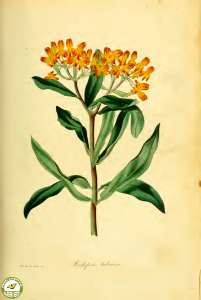 Asclepias tuberosa L. Paxton's Magazine of botany and register of flowering plants vol. 2 (1836). Free illustration for personal and commercial use.