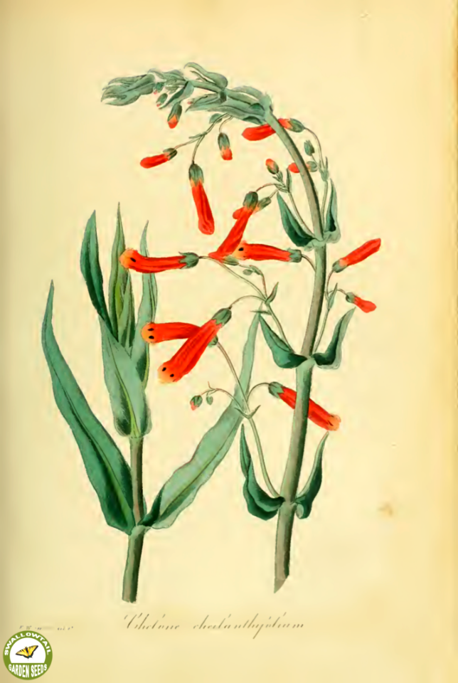 Chelone cheilanthifolia Paxton. Paxton's Magazine of botany and register of flowering plants vol. 2 (1836)
