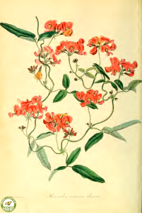 Kennedia coccinea Vent. var. elegans. Paxton's Magazine of botany and register of flowering plants vol. 2 (1836). Free illustration for personal and commercial use.