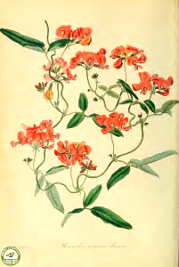Kennedia coccinea Vent. var. elegans. Paxton's Magazine of botany and register of flowering plants vol. 2 (1836)