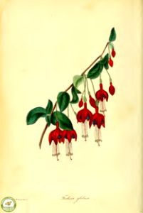Fuchsia magellanica Lam. Paxton's Magazine of botany and register of flowering plants vol. 2 (1836). Free illustration for personal and commercial use.