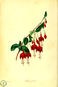 Fuchsia magellanica Lam.  Paxton's Magazine of botany and register of flowering plants vol. 2 (1836)