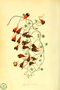 Chilean nasturtium (Tropaeolum tricolor).