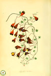 Chilean nasturtium (Tropaeolum tricolor).. Free illustration for personal and commercial use.