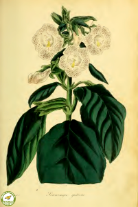 Sinningia guttata. Paxton's Magazine of botany and register of flowering plants vol. 2 (1836). Free illustration for personal and commercial use.