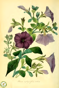 White Moon Petunia. Paxton's Magazine of botany and register of flowering plants vol. 2 (1836). Free illustration for personal and commercial use.