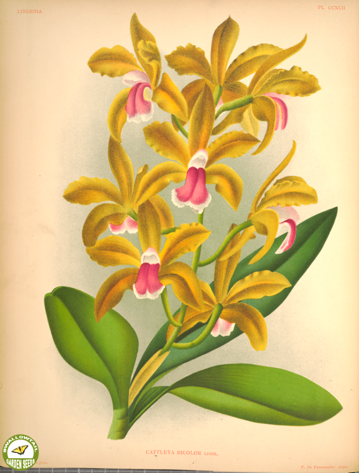 Cattleya bicolor. For a cattleya, flowers are long lasting. Lindenia - iconography of orchids vol. 2-3 (1891-1892)