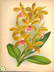 Cattleya bicolor. For a cattleya, flowers are long lasting. Lindenia - iconography of orchids vol. 2-3 (1891-1892). Free illustration for personal and commercial use.
