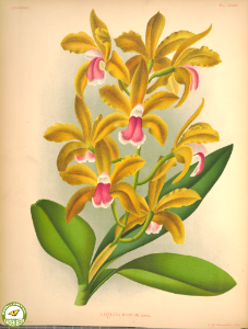 Cattleya bicolor. For a cattleya, flowers are long lasting. Lindenia - iconography of orchids vol. 2-3 (1891-1892)