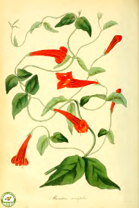 Manettia cordifolia Mart. Paxton's Magazine of botany and register of flowering plants vol. 2 (1836). Free illustration for personal and commercial use.