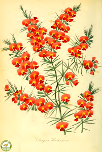 Chorizema henchmannii R. Br. Paxton's Magazine of botany and register of flowering plants vol. 2 (1836)