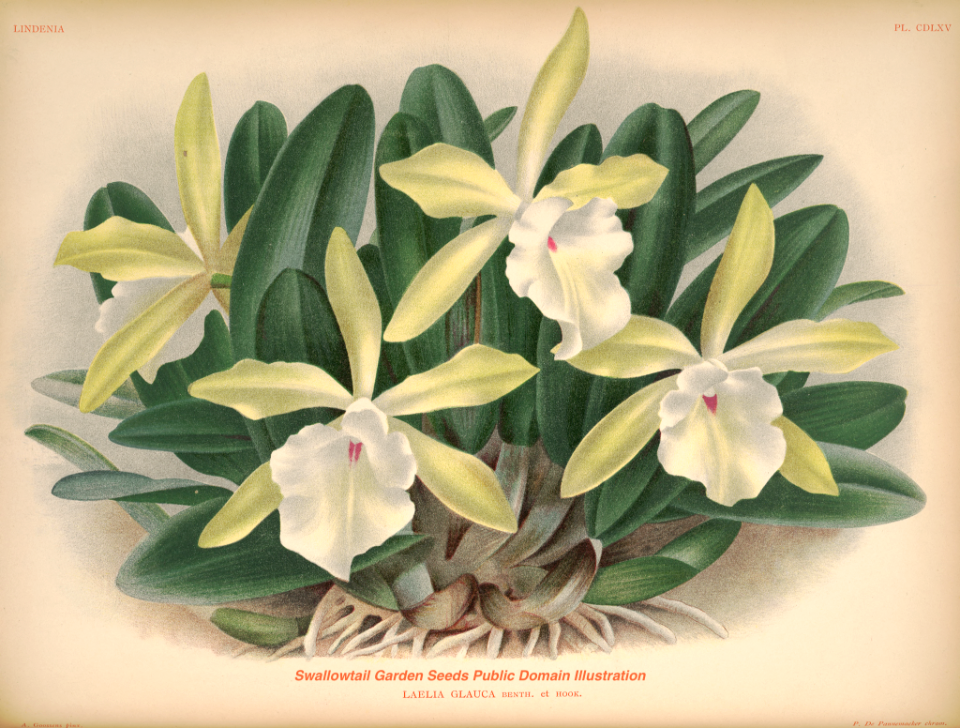 The glaucous laelia (Laelia glauca). - Free Stock Illustrations | Creazilla