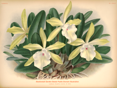 The glaucous laelia (Laelia glauca).. Free illustration for personal and commercial use.