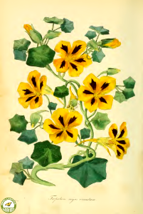 Garden nasturtium, Indian cress. Paxton's Magazine of botany and register of flowering plants vol. 2 (1836). Free illustration for personal and commercial use.