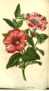 [as Petunia striata Formosissima]. Flore des serres et des jardins de l'Europe v.9 (1853-1854). Free illustration for personal and commercial use.