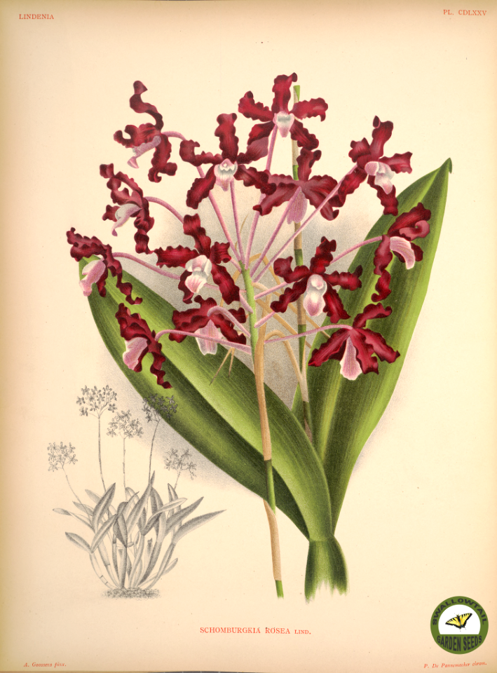 Laelia rosea (Linden ex Lindl.) C.Schweinf. Lindenia- iconography of orchids vol. 8-9 (1894-1895)