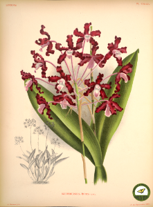 Laelia rosea (Linden ex Lindl.) C.Schweinf. Lindenia- iconography of orchids vol. 8-9 (1894-1895)