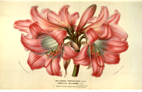 Belladonna Lily, Naked Lady. Amaryllis belladonna. Flore des serres et des jardins de l'Europe v.9 (1853-1854). Free illustration for personal and commercial use.