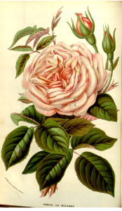 Rosa 'Gloire de Dijon.' Flore des serres et des jardins de l'Europe v.9 (1853-1854). Free illustration for personal and commercial use.