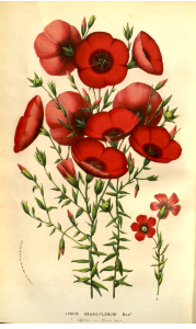 Scarlet Flax. Linum grandiflorum. Flore des serres et des jardins de l'Europe v.9 (1853-1854). Free illustration for personal and commercial use.