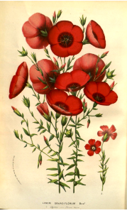 Scarlet Flax. Linum grandiflorum. Flore des serres et des jardins de l'Europe v.9 (1853-1854)