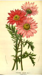 Painted Daisy. Chrysanthemum coccineum var. roseum [syn. Tanacetum coccineum]. Flore des serres et des jardins de l'Europe v.9 (1853-1854)
