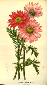 Painted Daisy. Chrysanthemum coccineum var. roseum [syn. Tanacetum coccineum]. Flore des serres et des jardins de l'Europe v.9 (1853-1854). Free illustration for personal and commercial use.