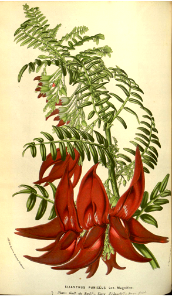 Red l'ea. Clianthus puniceus var. magnifica.Flore des serres et des jardins de l'Europe v.9 (1853-1854). Free illustration for personal and commercial use.